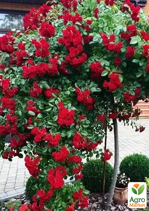 LMTD Роза на штамбе цветущая 3-х летняя "Royal Red" (укорененный саженец в горшке, высота50-80см)