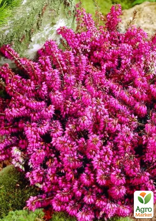 Эрика дарленская 2х-летняя "Bordo" вазон С1.5 - фото 2