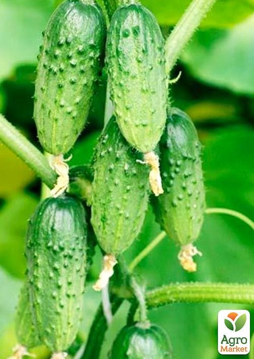 Огурец "Джаз" ТМ "Vesna Select" 1,5г