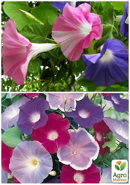 На развес Ипомея "Самба" ТМ "Весна" цена  за 2г - фото 2