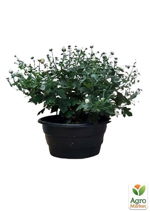 Хризантема Садовая "Tricky White" (высота 30-50см) - фото 2