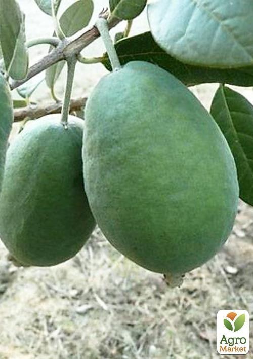 Фейхоа  (высота 75-100 см) возраст 5 лет