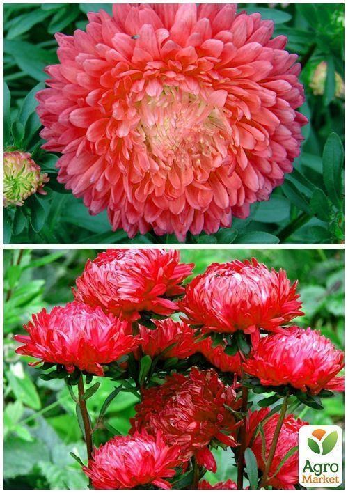 На развес Астра пионовидная красная ТМ "Весна" цена за 1,5г - фото 2