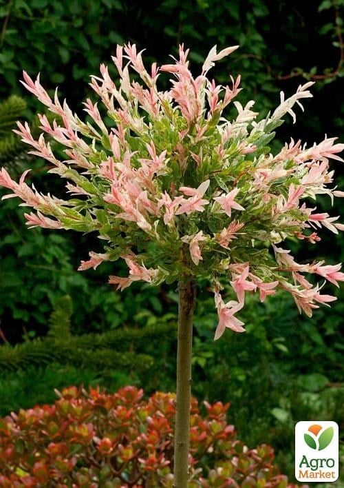 Ива на штамбе "Hakuro-nishiki" (высота 1,2-1,8м) - фото 6