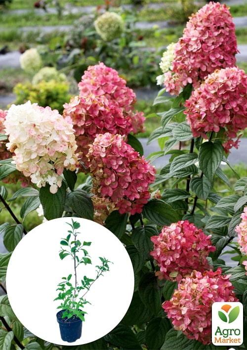 Гортензия 3-х летка метельчатая "Fire Light"