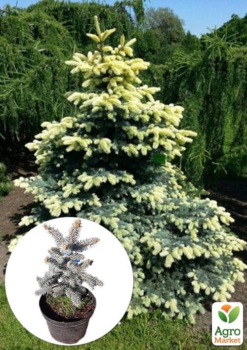 Ель колючая "Bialobok" С10, высота 50-60см