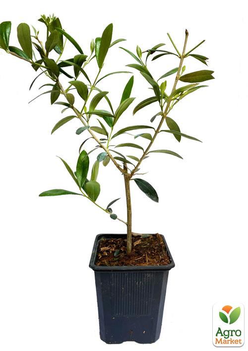 Оливкове Дерево "Olea Europaea" (міні штамб) висота 35-45см - фото 6