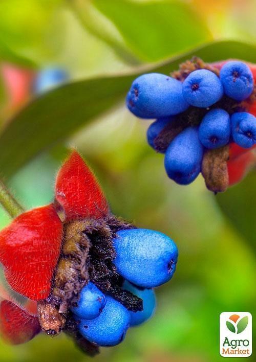 Психотрия возвышенная "Воздух" ТМ "Vesna Exclusive" 5шт - фото 4