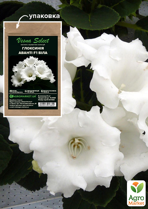Глоксинія "Аванті F1" біла ТМ "Vesna Select" 5шт
