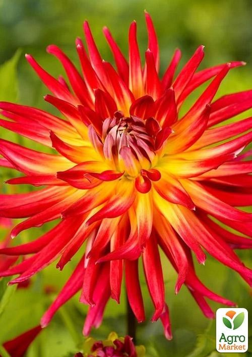 Георгина "Bora Bora"