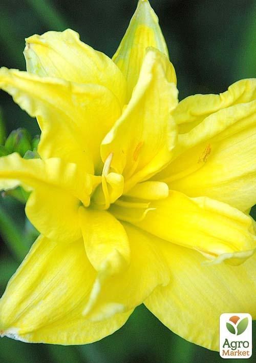 Лілійник "Double Yellow" 1шт в упаковці