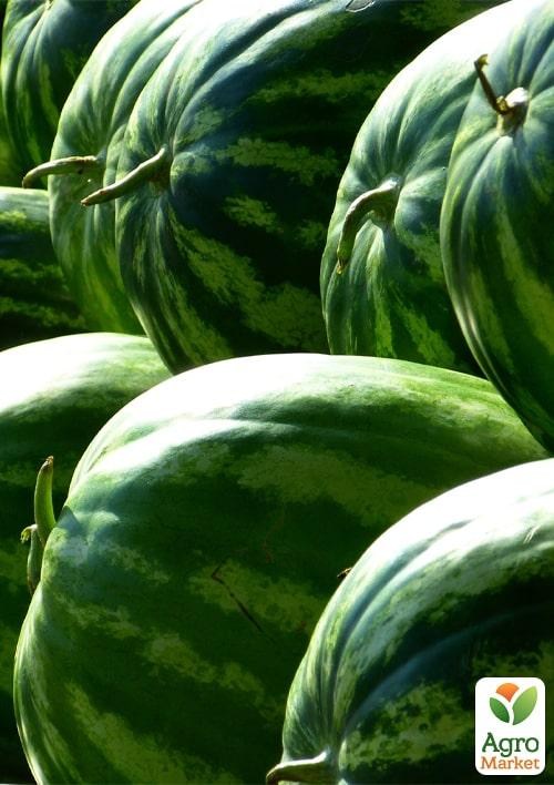 Арбуз "Юта F1" ТМ "Lark Seeds" 1000шт