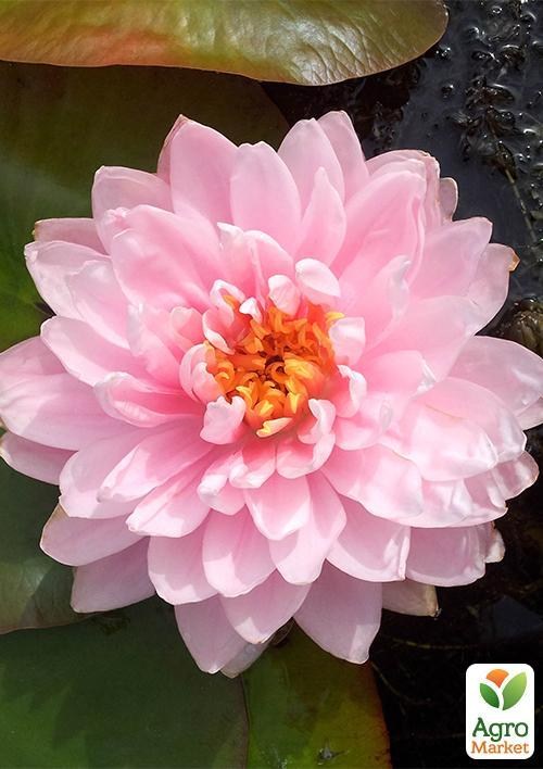 Нимфея "Лили Понс"