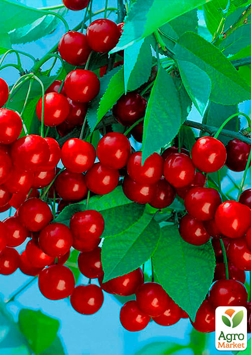 Вишня "Ерді Великоплідна" (літній сорт, середньостиглий термін дозрівання) - фото 4