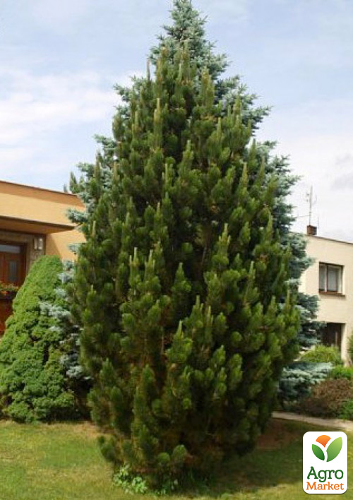 Сосна чорна "Pyramidalis" (Пірамідаліс)