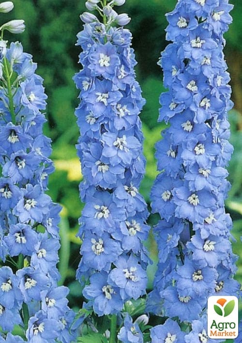 Дельфініум "Літнє небо" (Зіпер) ТМ "Весна" 0,1г