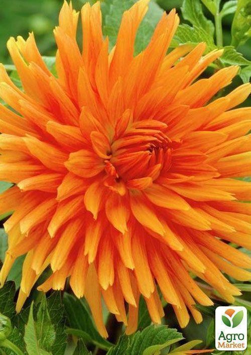 Георгина "Ludwig Helfert"