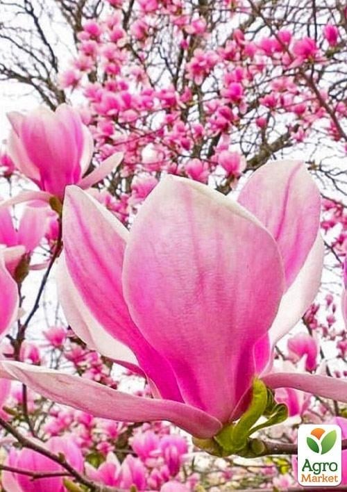Магнолія 3-х річна Суланжа "Alexandrina" (висота 40-50см) - фото 2