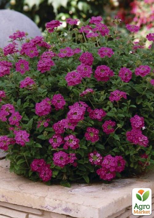 Вербена ампельна "Empress Sun Cherry"