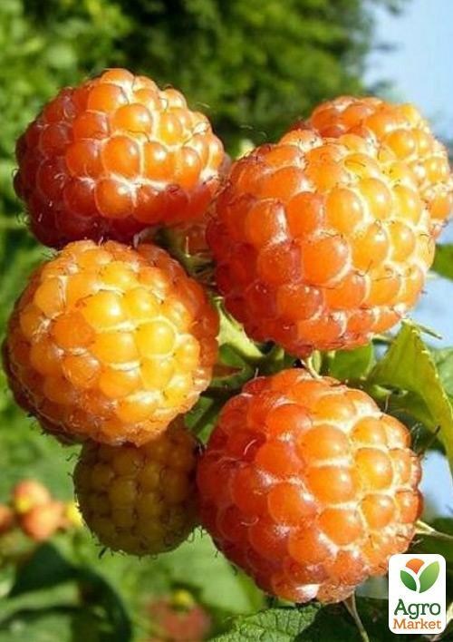 Ежевика желтая " Кумберленд желтый", редкий сорт.