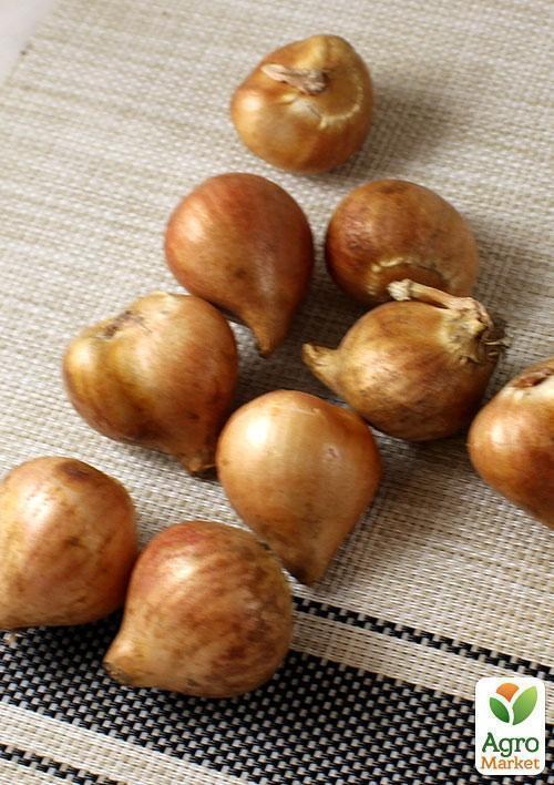 Тюльпан "Crispion Sweet" (размер 11/12 , крупный) 3шт в упаковке - фото 2