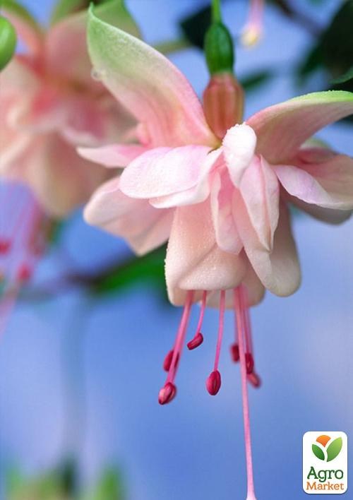 Фуксія ампельна "Southgate" (контейнер № 10, висота 5-10 см) - фото 2