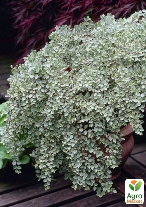 Кизильник горизонтальный пестролистный "Variegatus"