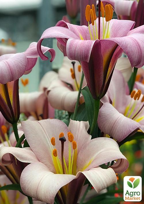 Лілія Трубчата "Beijing Moon"