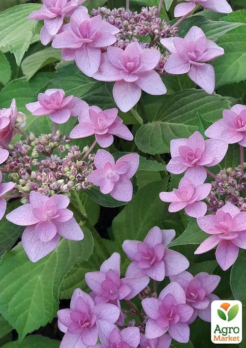 Гортензия крупнолистная "Doppio Rosa" вазон Р9 - фото 5