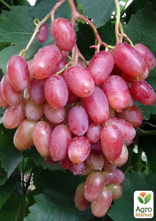 Виноград вегетирующий "Юбилей Новочеркасска" 