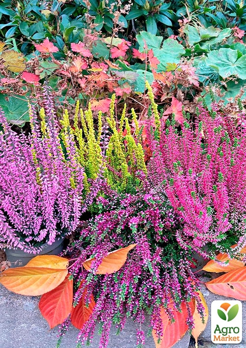 Вереск вечнозеленый микс сортов  - фото 3