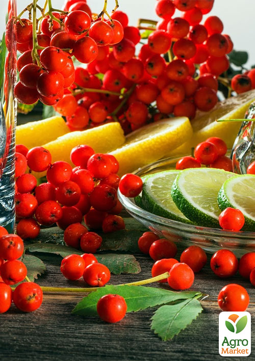 Рябина "Красноплодная" 