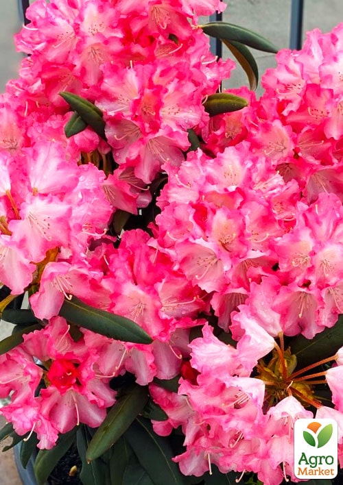 Рододендрон гибридный вечнозеленый "Emanuella" 