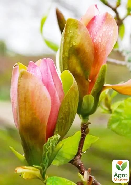 Магнолия бруклинская 5-ти летняя "Woodsman" C12 высота 170-200см