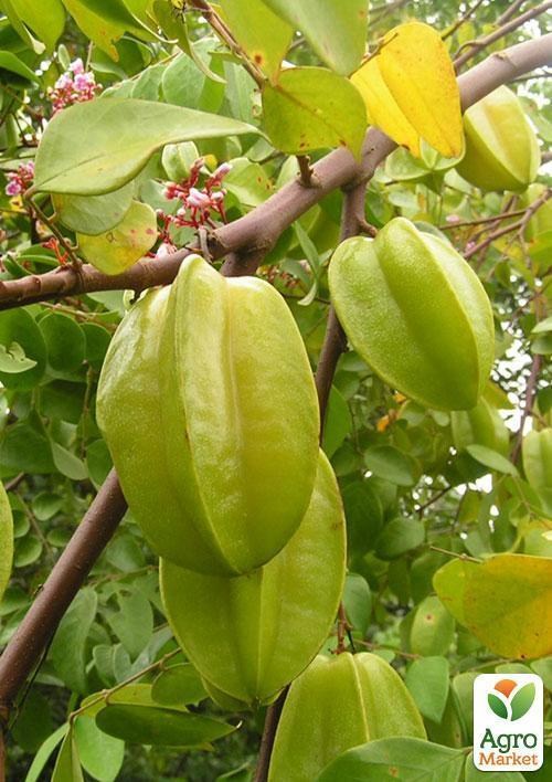 Карамболь "Звездный час" ТМ "Vesna Exclusive"3шт - фото 4