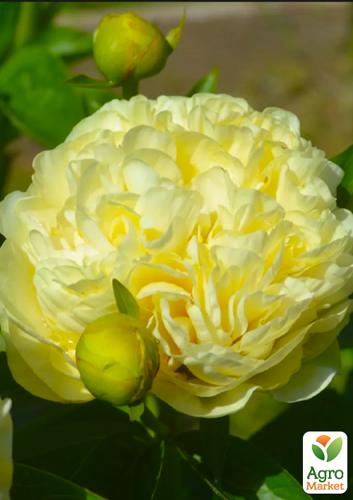 Пион травянистый "Sunny Girl" (гигантский цветок)