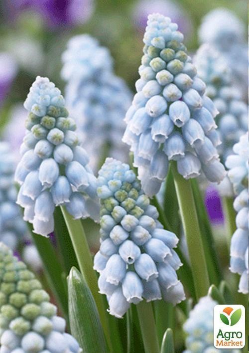 Мускари "Valerie Finnis" (размер 6/7 , крупный) 5шт в упаковке
