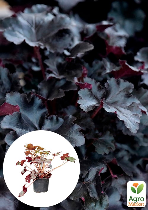 Гейхера (Heuchera) "Black Taffeta" С1 (высота 15-30см)
