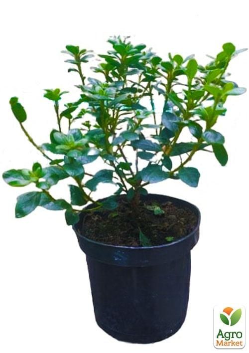 Азалия японская "Канзонетта" (Azalea japonica "Canzonetta") C2 высота 20-50см - фото 2