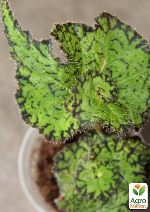 Бегония королевская REX "Lospe-tu" 20-30см - фото 5