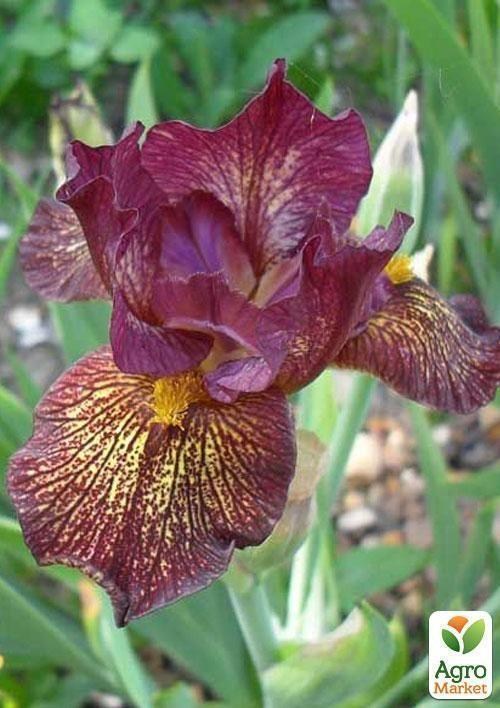 Ирис карликовый "Webmaster" 1шт в упаковке - фото 2