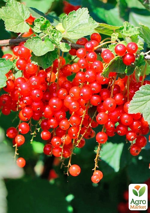 Смородина "Зітавія" (Ribes rubrum "Zitavia") Нідерланди, вазон П9  - фото 2