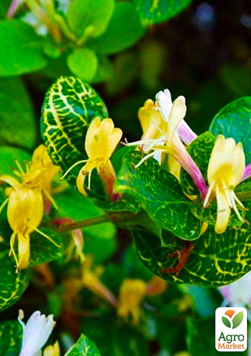 Жимолость "Aureoreticulata Japonica" (Декоративна, плетиста) (контейнер Р9)