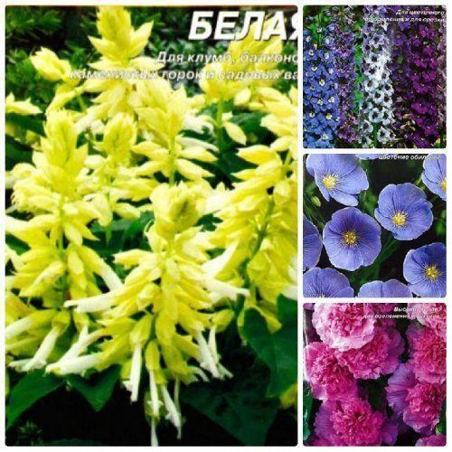 Комплект семян цветов "Светлый день" 5уп