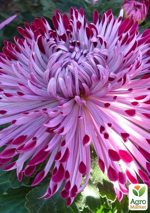 Хризантема  "Santosh Rouge" (низкорослая крупноцветковая)