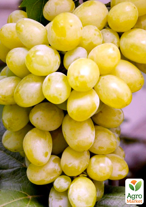 Виноград "Бостон" (ранний срок созревания, мускат, не растрескивается)