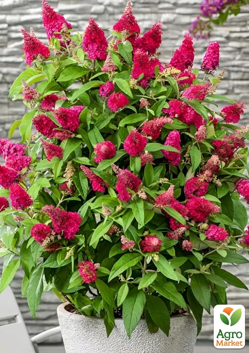 Буддлея карликовая "Little Ruby" - фото 5