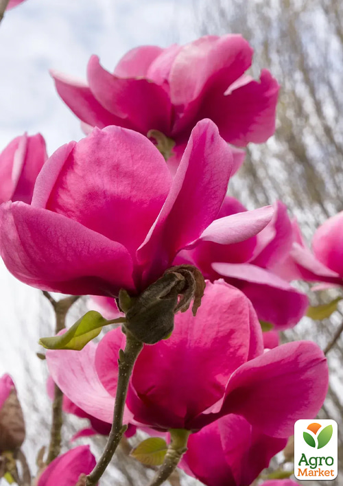 Магнолия 2-х летняя крупноцветковая "Felix Jury" (высота 15-20см)