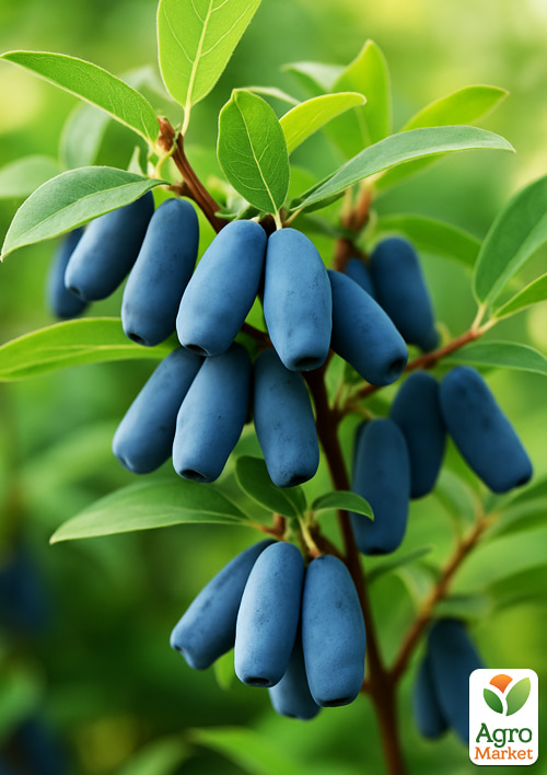 Жимолость "Фиолент" (ранний срок созревания, крупноплодный сорт)