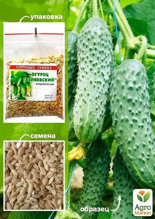 Огурец "Беляевский" ТМ "Весна" 100г